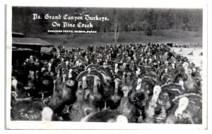 1954 RPPC Pennsylvania Canyon Turkeys on Pine Creek Real Photo Postcard