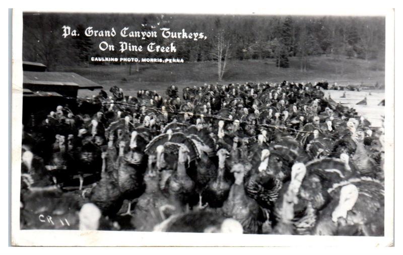 1954 RPPC Pennsylvania Canyon Turkeys on Pine Creek Real Photo Postcard