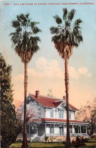 FRESNO CALIFORNIA TALL PAN PALMS AT BUTLER VINEYARD~EDWARD MITCHEL POSTCARD 1909