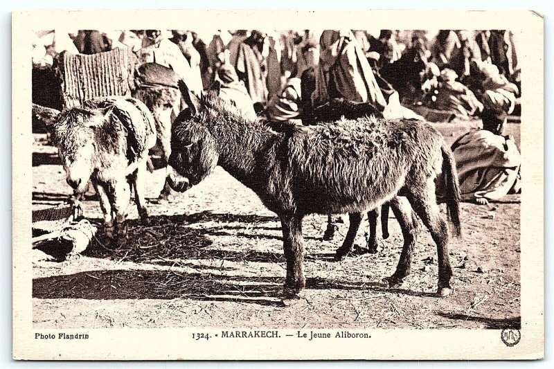 VTG Postcard Maroc Morocco Marrakech Donkey Burro Jackass Animal Market A4