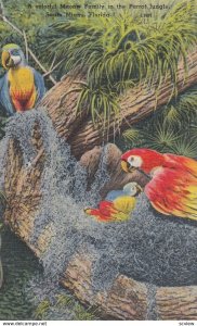 Florida Parrot , 1930-40s #7 (Miami)