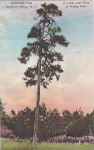 North Carolina Southern Pines Greetings From Southern Pines A Long Leaf Pine ...