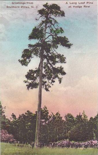 North Carolina Southern Pines Greetings From Southern Pines A Long Leaf Pine ...