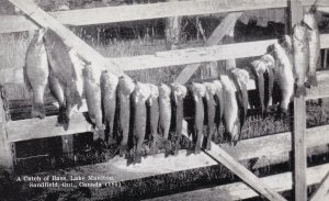 SANDFIELD, Ontario, Canada, 1940-1960s; A Catch Of Bass, Lake Manitou