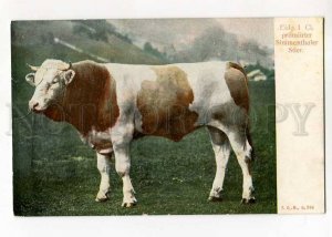 270029 GERMANY Simmenthaler bull Vintage FGM #248 postcard