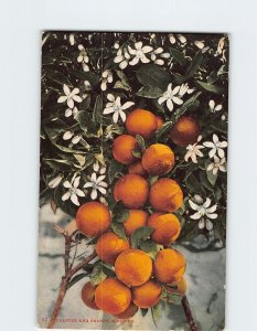 Postcard Oranges And Orange Blossoms, Florida