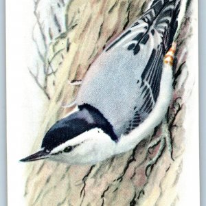 c1930s Nuthatch Bird Cow Brand Baking Soda Trade Card 9th #15 Church Dwight C10