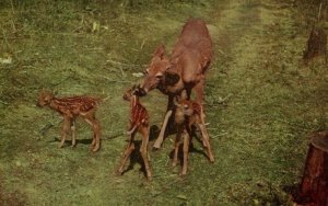 Deer Triplets With Mother BIN