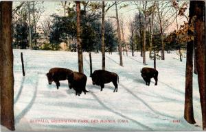 Buffalo Greenwood Park Des Moines IA Snow Vintage Postcard R08