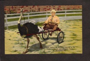 FL Casper riding Ostrich Alligator Farm St Augustine Florida Postcard Linen