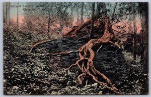 K48/ Cleveland Ohio Postcard c1910 Ambler Heights Natural Tree Root 327