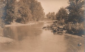 Postcard Buffalo Drinks In The River Forest Woods Wild Animals Habitat RPPC