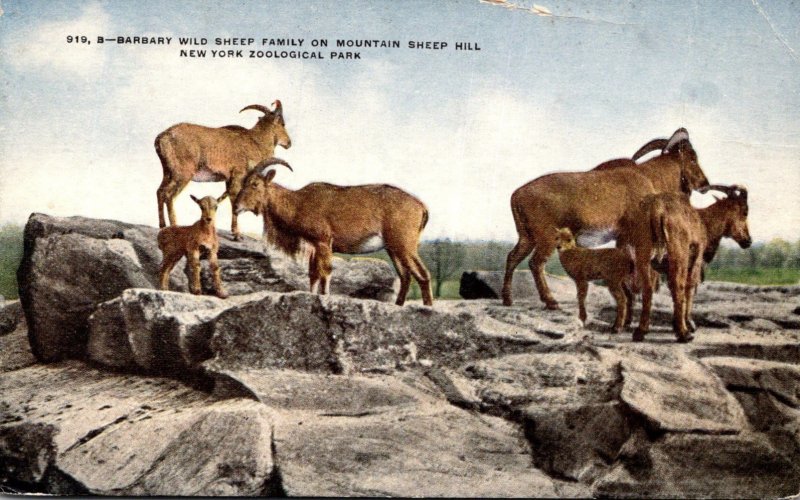 New York City Bronx Zoo Barbary Wild Sheep Family On Mountain Sheep Hill New ...