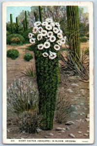Mesa Arizona Postcard Giant Cactus Saguaro Bloom Exterior 1930 Vintage Antique