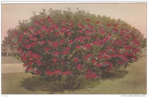 Hibiscus, PALM BEACH, Florida, 00-10's