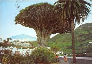 BG27425 icod tenerife drago milenario spain