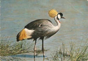 Bird.S. The Crowned crane Nice modern Dutch photo postcard