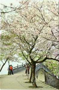 CPM AK Cherry Blossoms Beside Changchun Everlasting pring Bridge CHINA (668363)