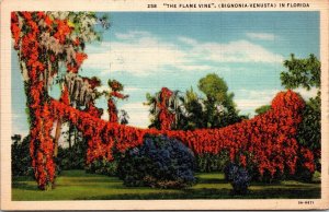 Florida Flame Vine Scenic Tropical Flowers Foliage Linen Cancel WOB Postcard 