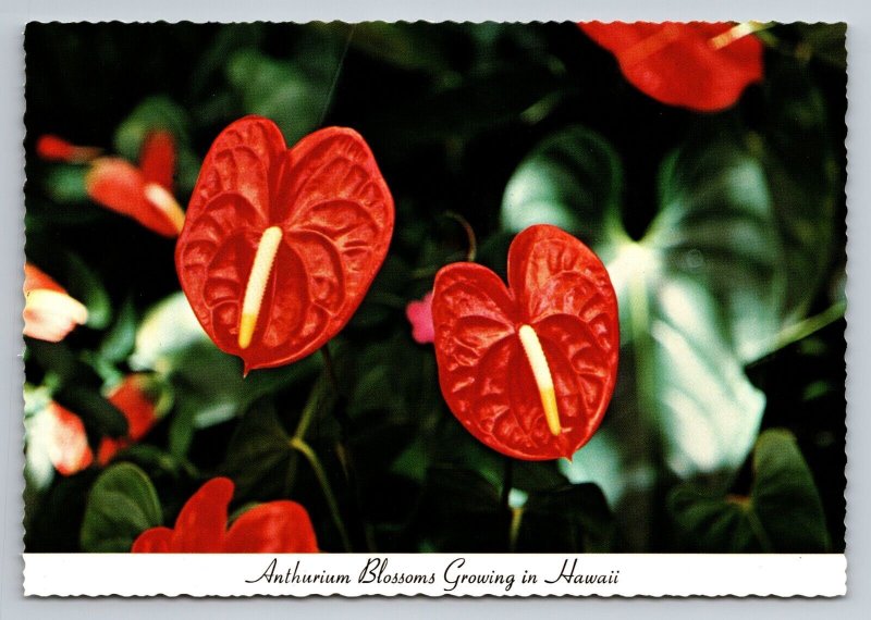 Red Anthurium Blossoms Growing In Hawaii Vintage Unposted Postcard