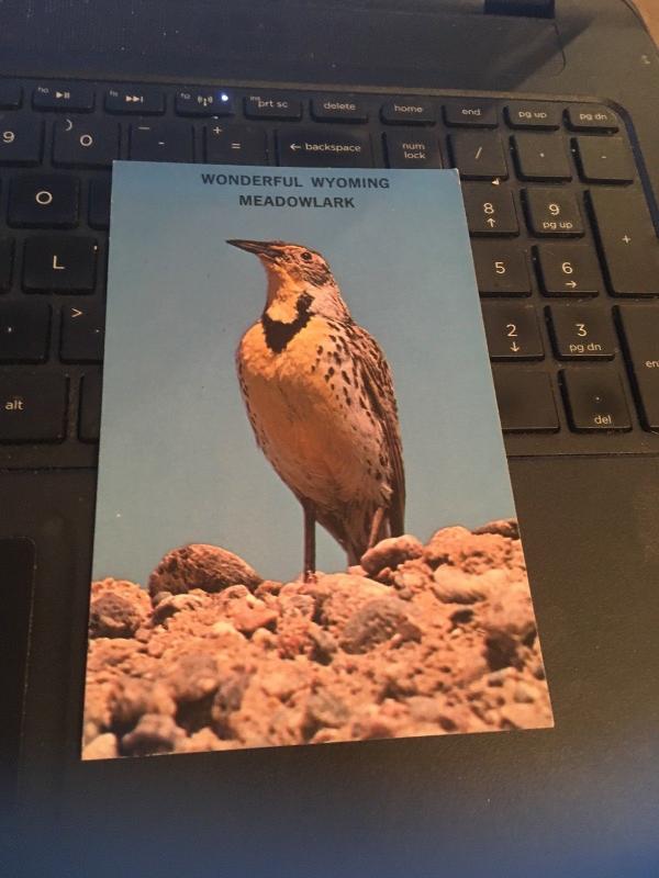 Vintage Postcard: Wonderful Wyoming Meadowlark