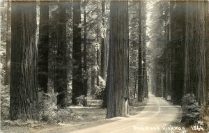 1930s Redwood Highway California Humboldt {Patterson RPPC Postcard 26-179