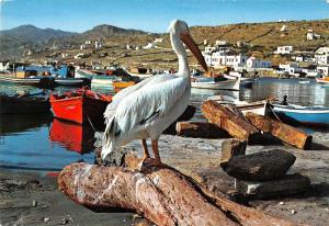 BG35875 myconos peter the pelican of the island greece mykonos