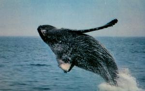 Humpback Whale 