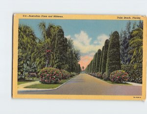 Postcard Australian Pines and Hibiscus Palm Beach Florida USA