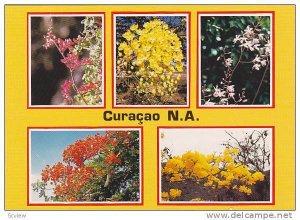 5 Examples of the colorful and diverse Flora of Curacao, Netherlands Antilles...