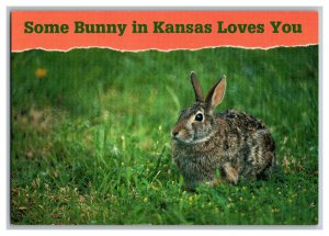 Postcard Some Bunny In Kansas Loves You Continental View Card