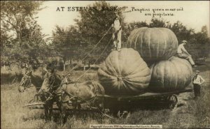 Estevan Saskatchewan Farming Giant Vegetables Exaggeration Real Photo Postcard