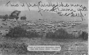 Postcard Virginia Aldie Flock Pure Bred Sheep Oak Hill Farm Dexter 23-7766