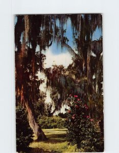 Postcard Live Oaks And Camellias