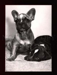 3002645 Puppies of FRENCH BULLDOG old Photo PC