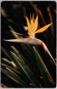 Bird of Paradise Rare Species Hawaiian Flower Hawaii Postcard