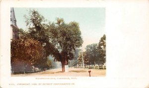 Washington Elm Cambridge, Massachusetts MA Postcard