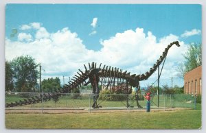 Vernal Utah~Diplodocus Replica @ Field House Of Natural History~Vintage Postcard