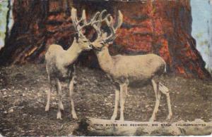 California Big Basin Twin Bucks and Redwood 1948