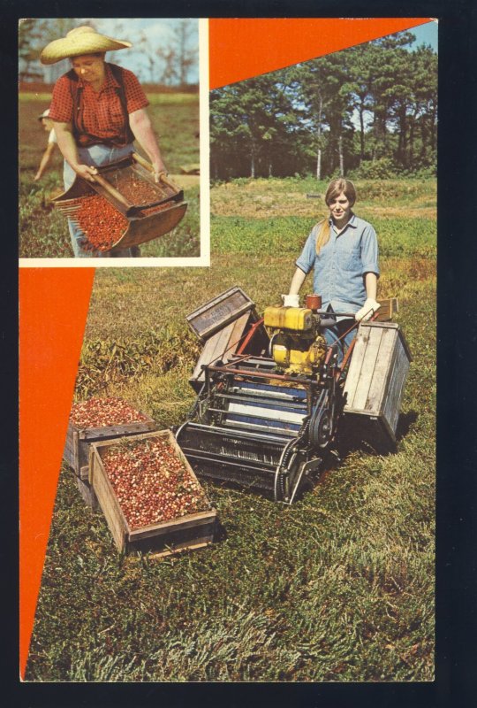 Cape Cod, Massachusetts/MA Postcard, Harvesting Cranberries On The Cape