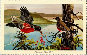 American Robin Connecticut State Bird Artist Ken Haag Postcard B62