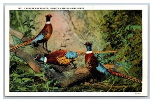 Chinese Pheasants Birds Game Birds Of  Idaho ID UNP Linen Postcard R23