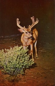 Oh Deer! A Young Buck