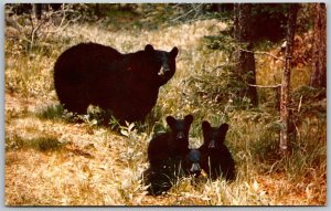 Vtg Black Bear and Cubs Chrome View Postcard