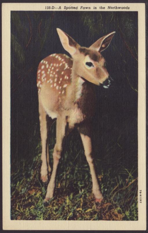 A Spotted Fawn Postcard