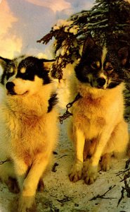 Dogs Alaskan Husky Dog 1969
