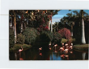 Postcard Flamingos in Sarasota Jungle Gardens Sarasota Florida USA