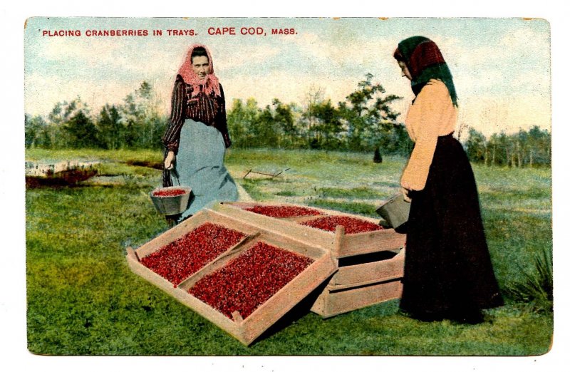 MA - Cape Cod. Harvesting Cranberries