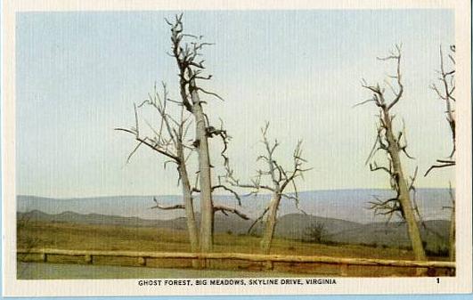 VA - Skyline Drive, Ghost Forest, Big Meadows