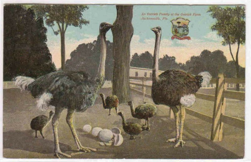 Adult Chick Ostrich Farm Jacksonville Florida 1911 postcard